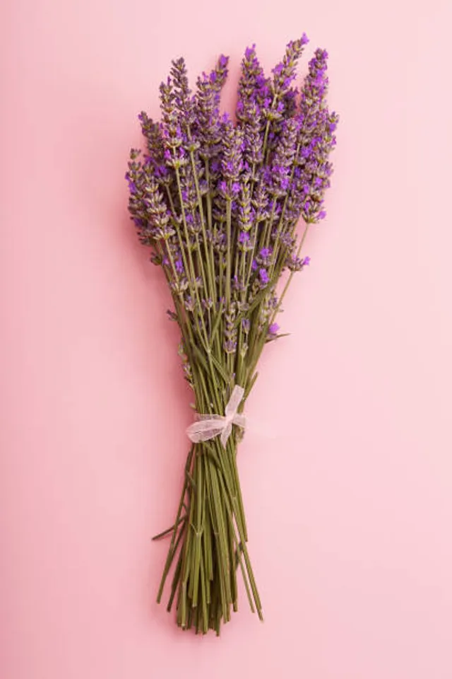 lavender
