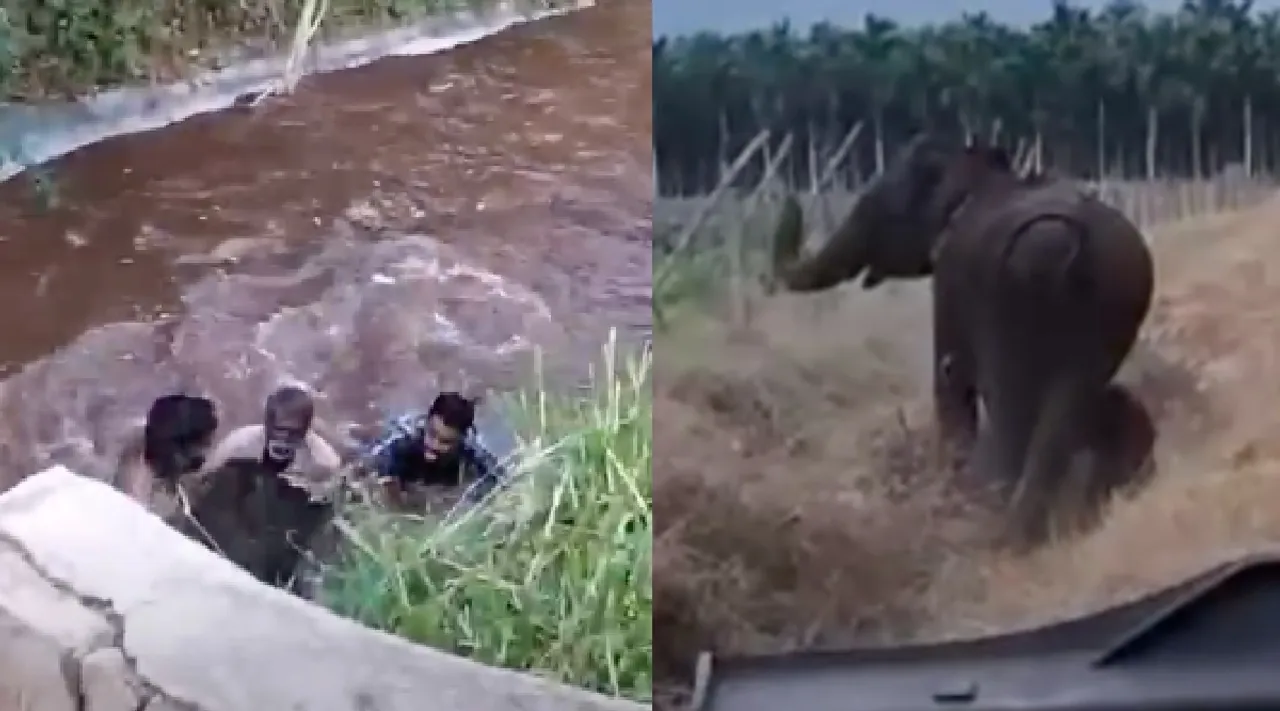 video Coimbatore forest dept rescue baby elephant from canal reunited with mother Tamil News 