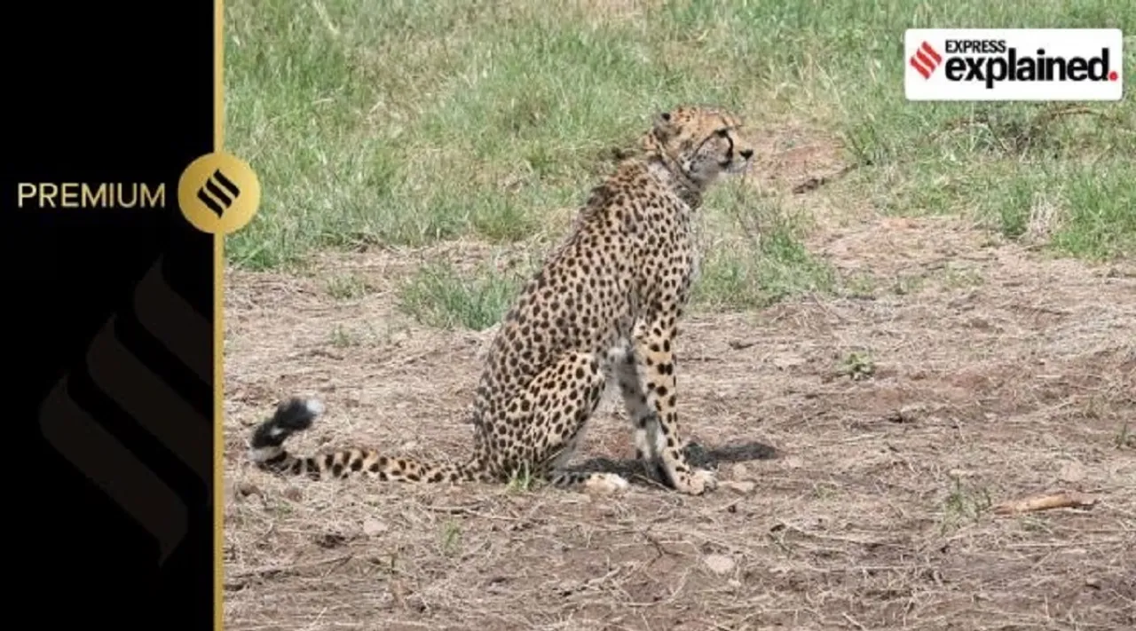 cheetah kuno