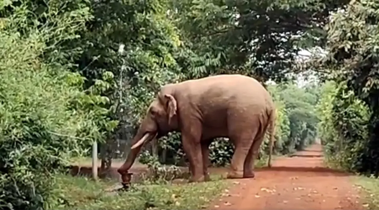 elephant drinking