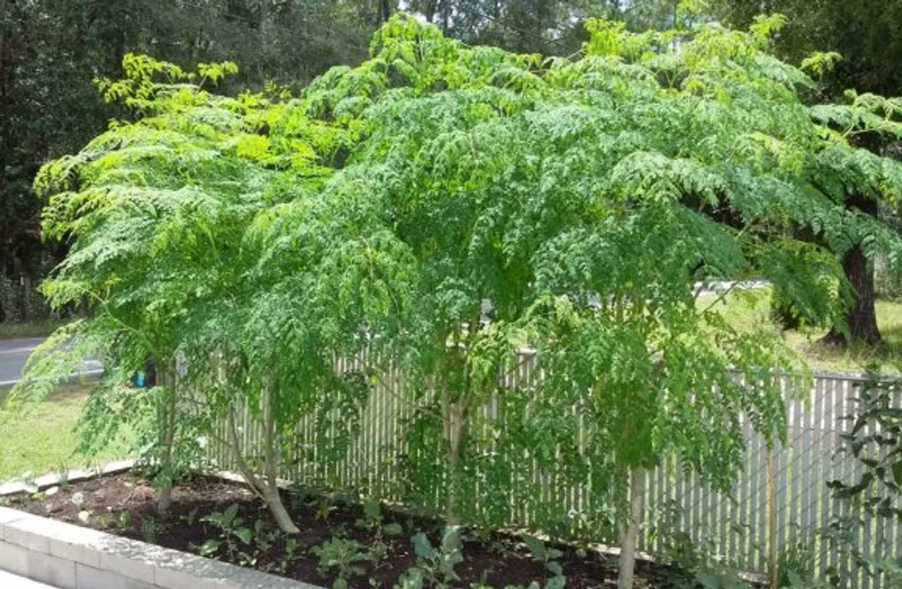 Moringa plant grow