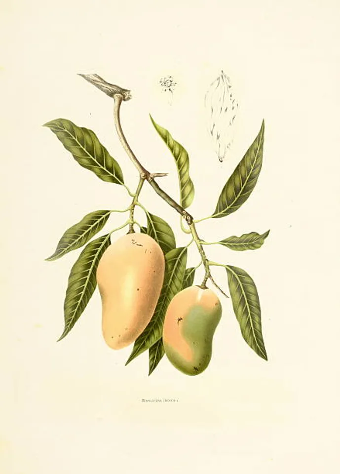 mango leaves