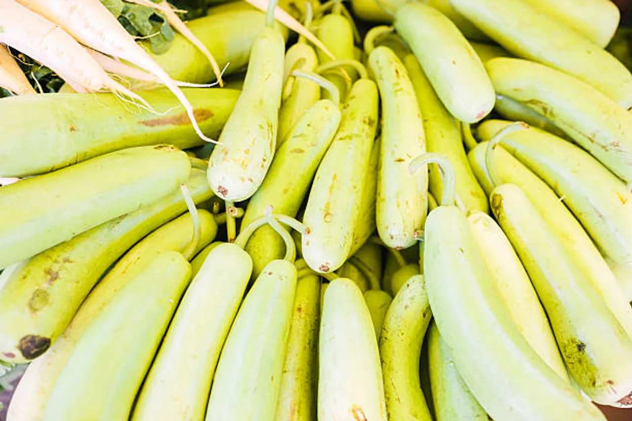ash gourd