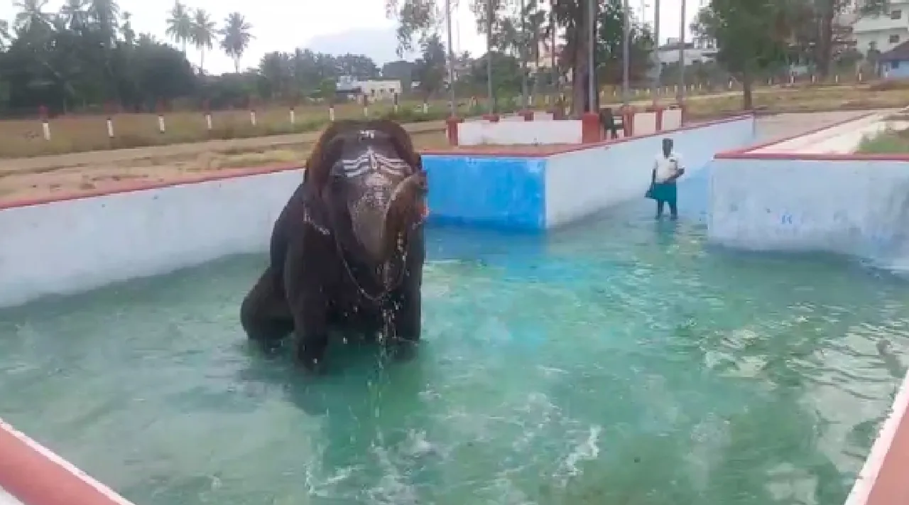  Coimbatore Perur Pateeswarar Temple kalyani elephant bathing in pool video Tamil News 