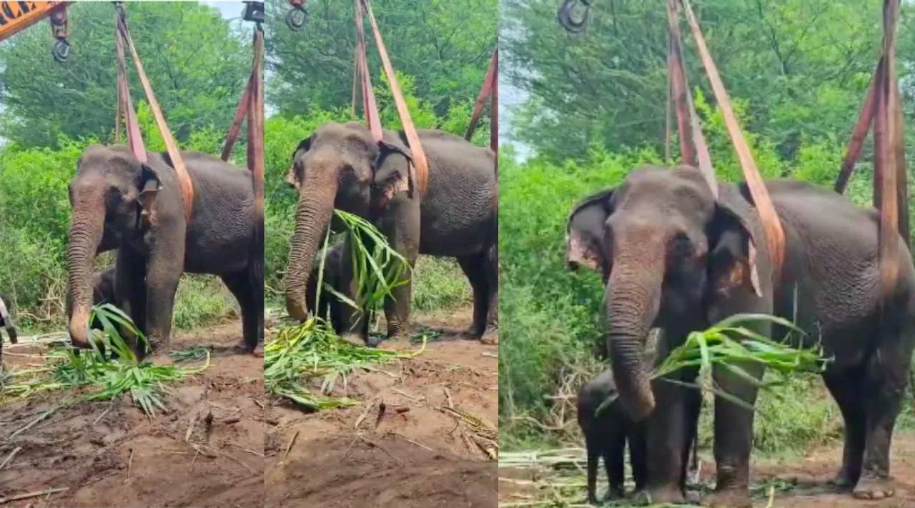 Coimbatore elephant squeak for help forest department rushed after hearing  noise Tamil News