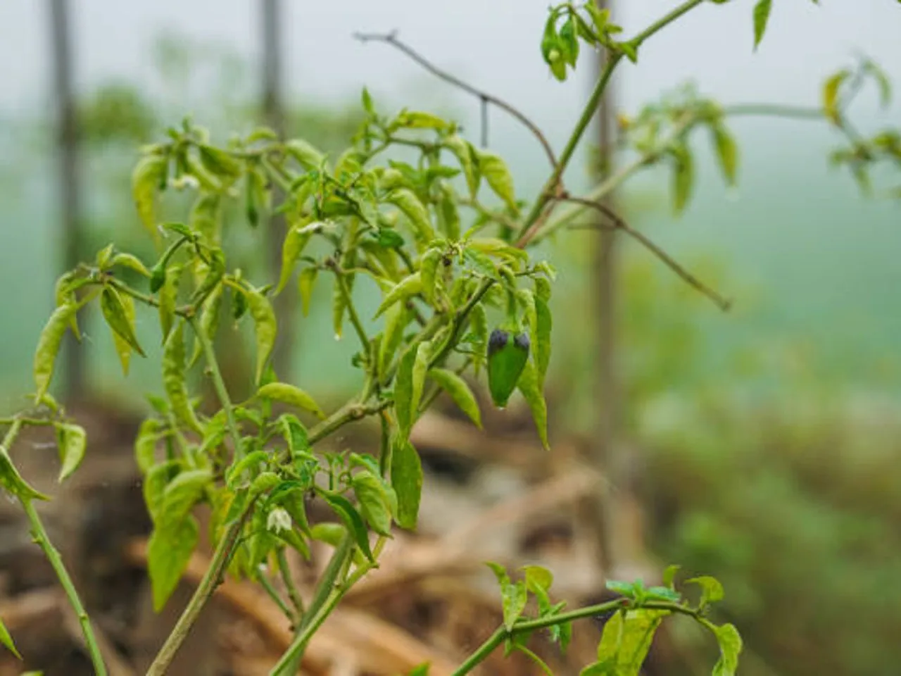 chillies