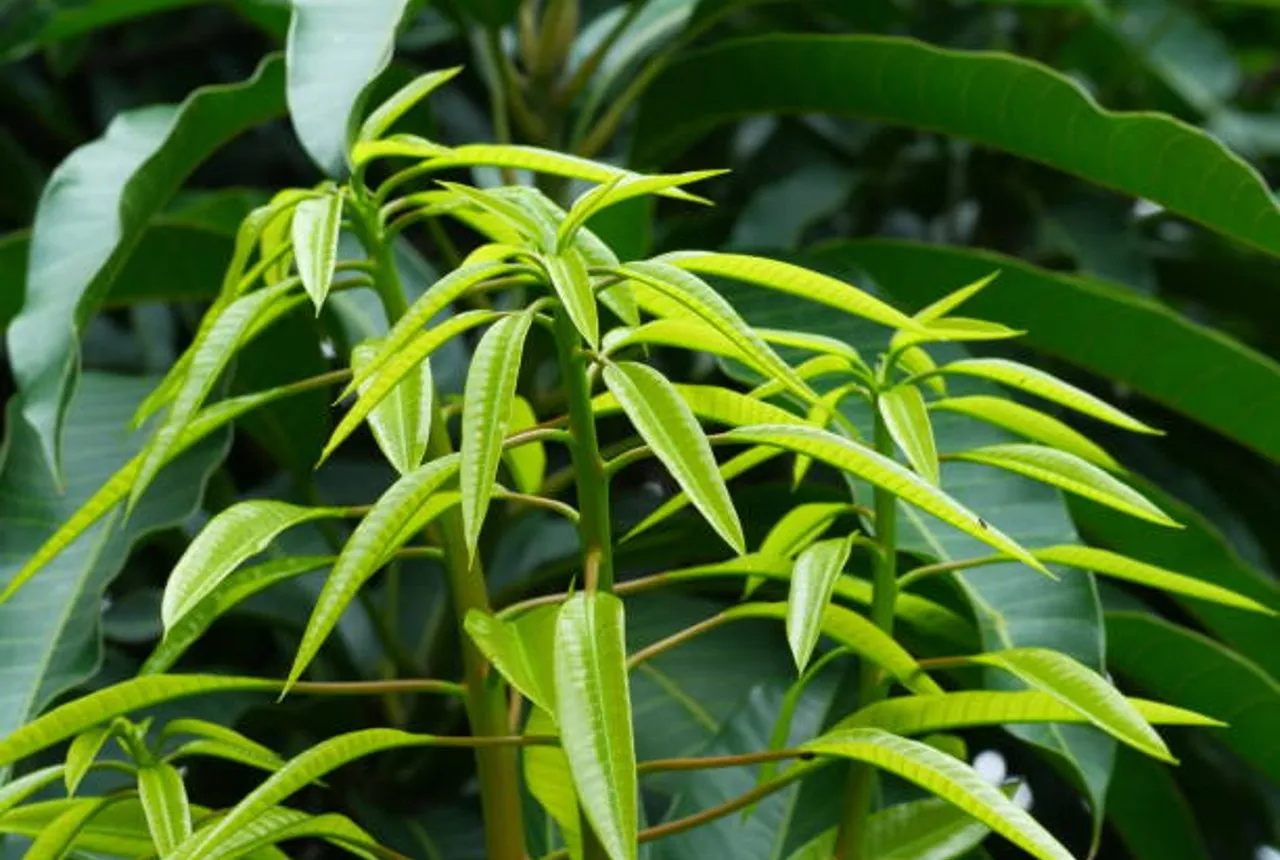 mango leaves