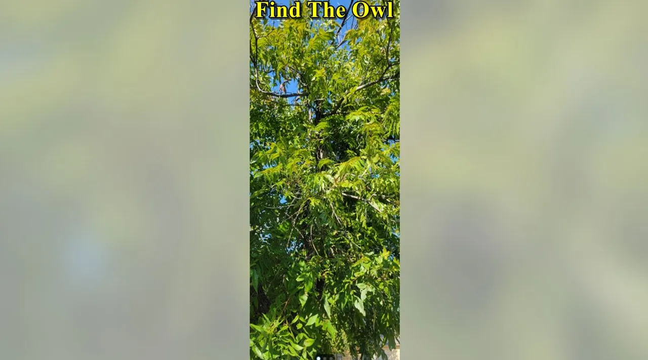 Find the Owl