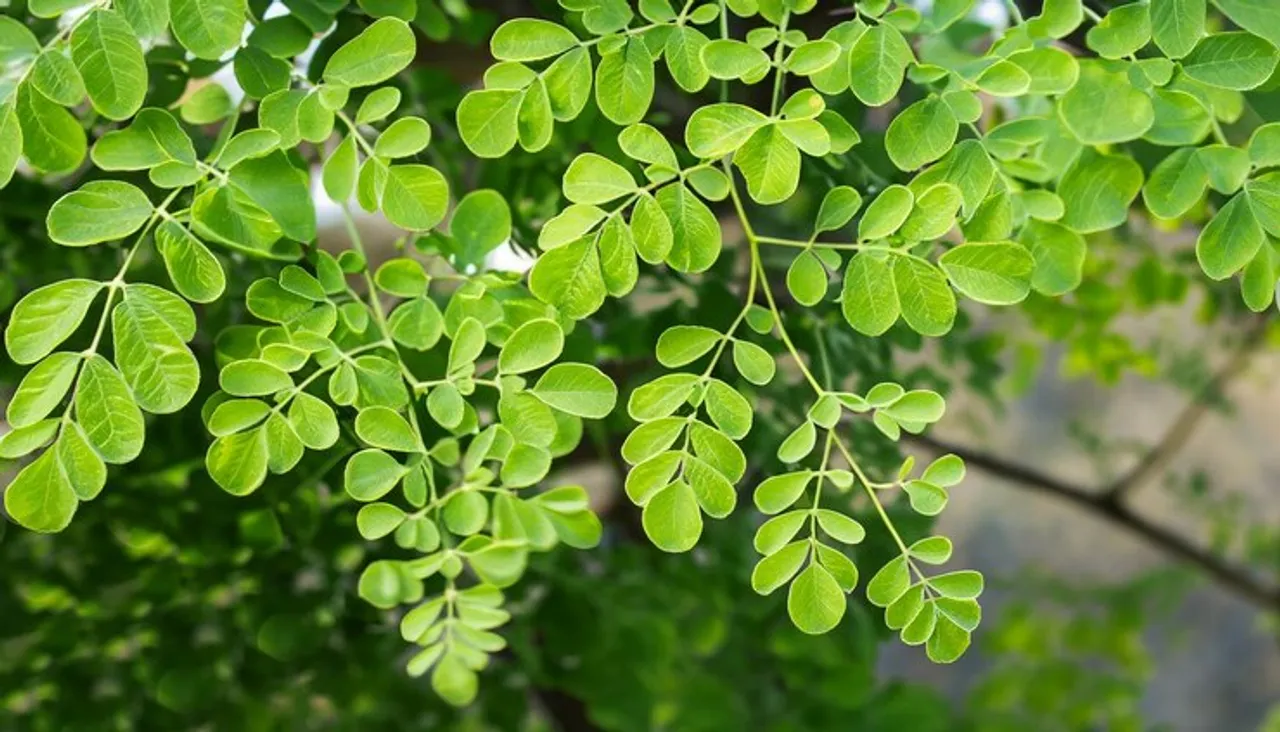 moringa-tree