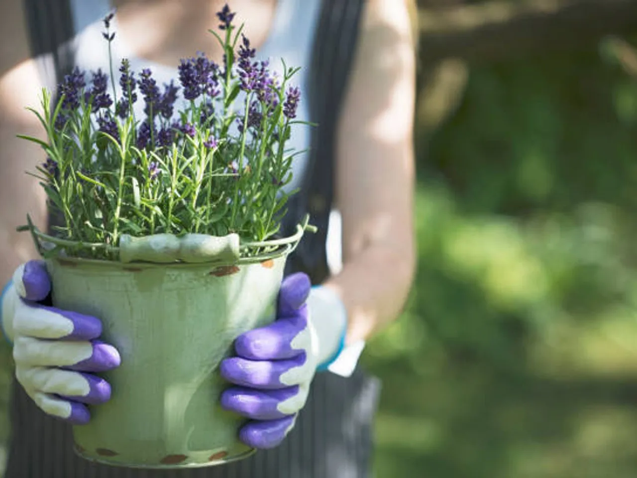 lavender