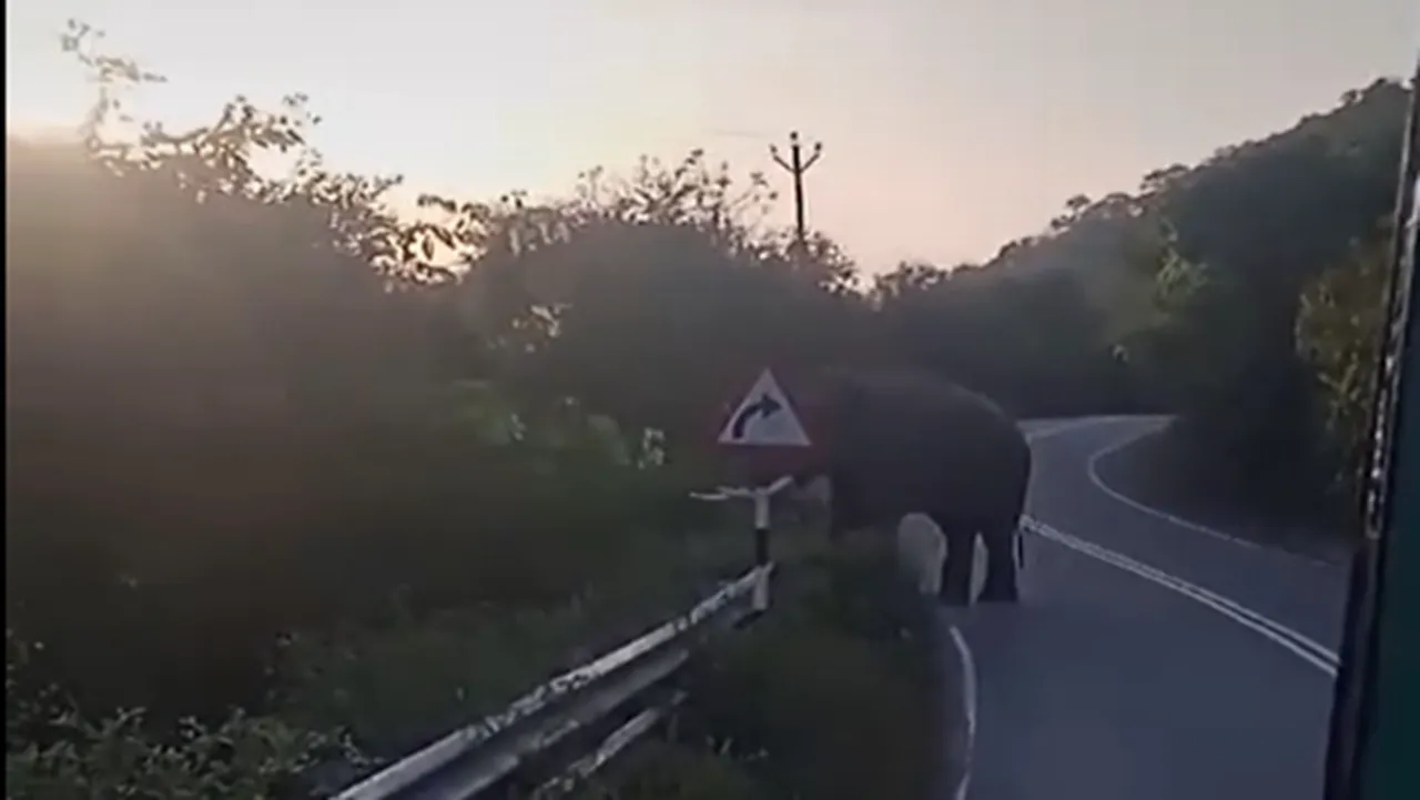 a wild elephant in Coimbatore