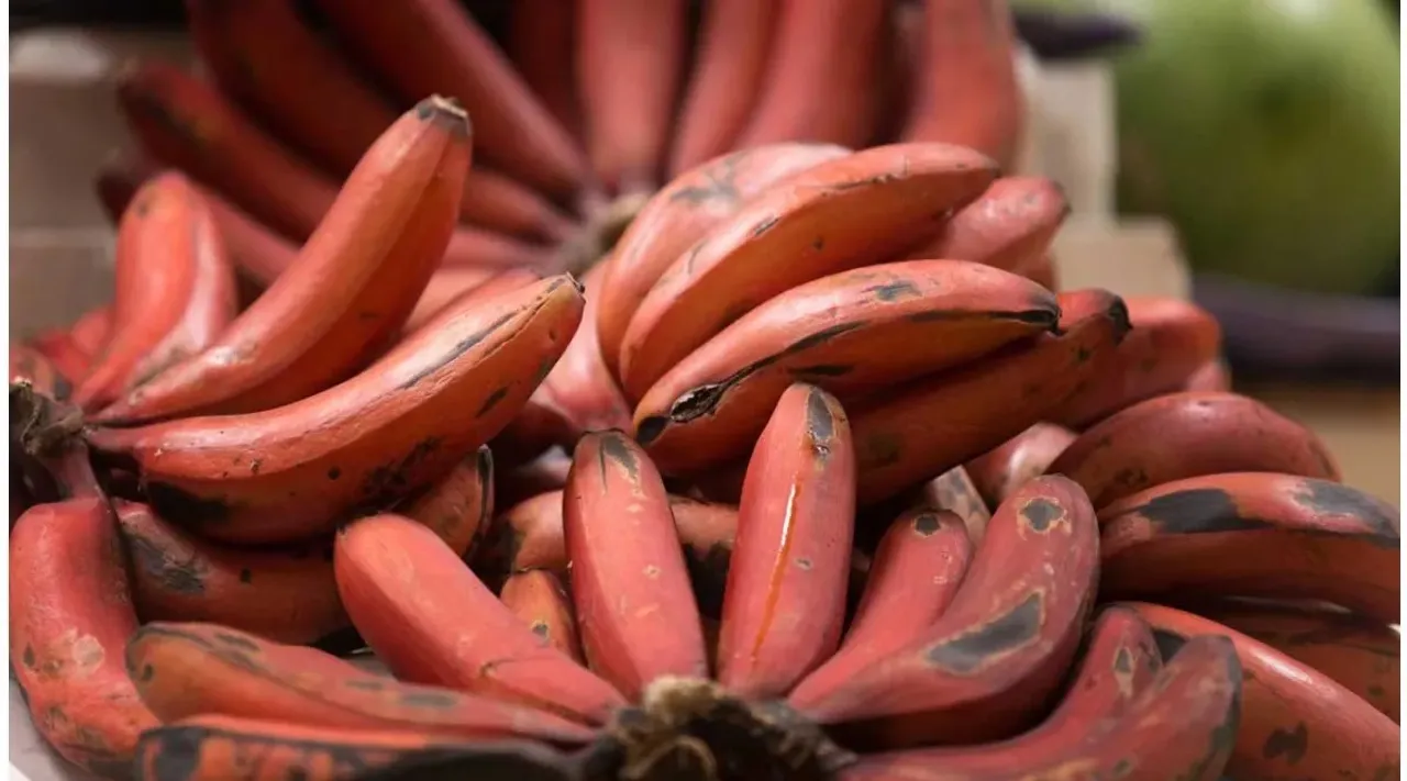 red banana x