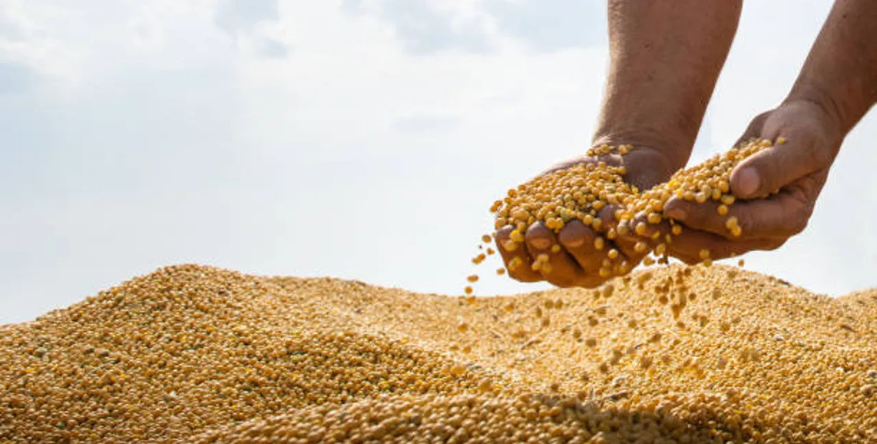 soy beans