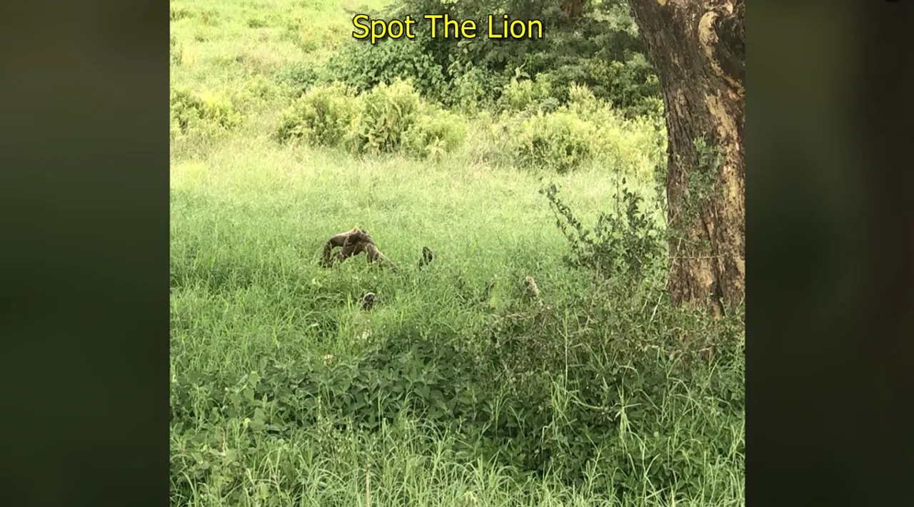 Lion hide