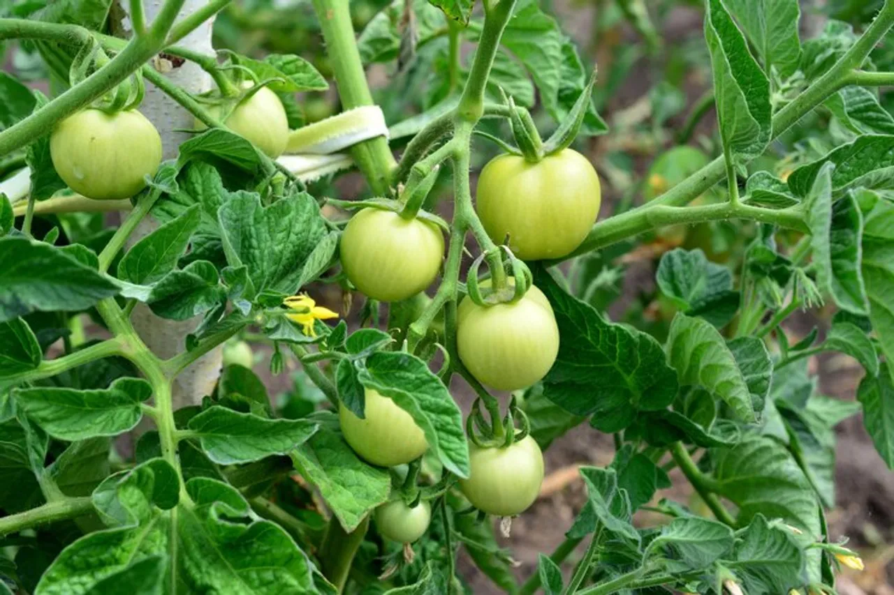 green-tomato-plant