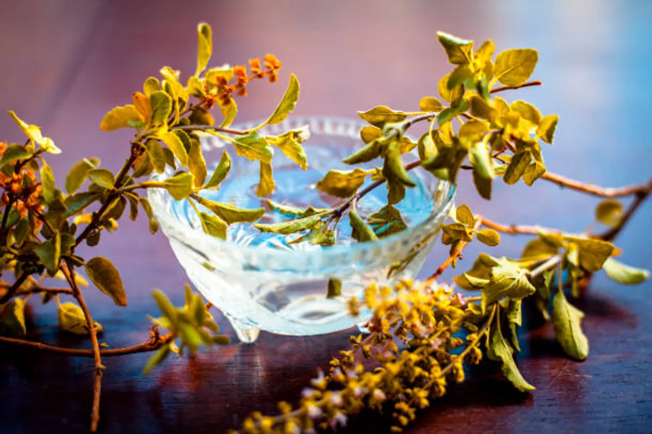 tulsi