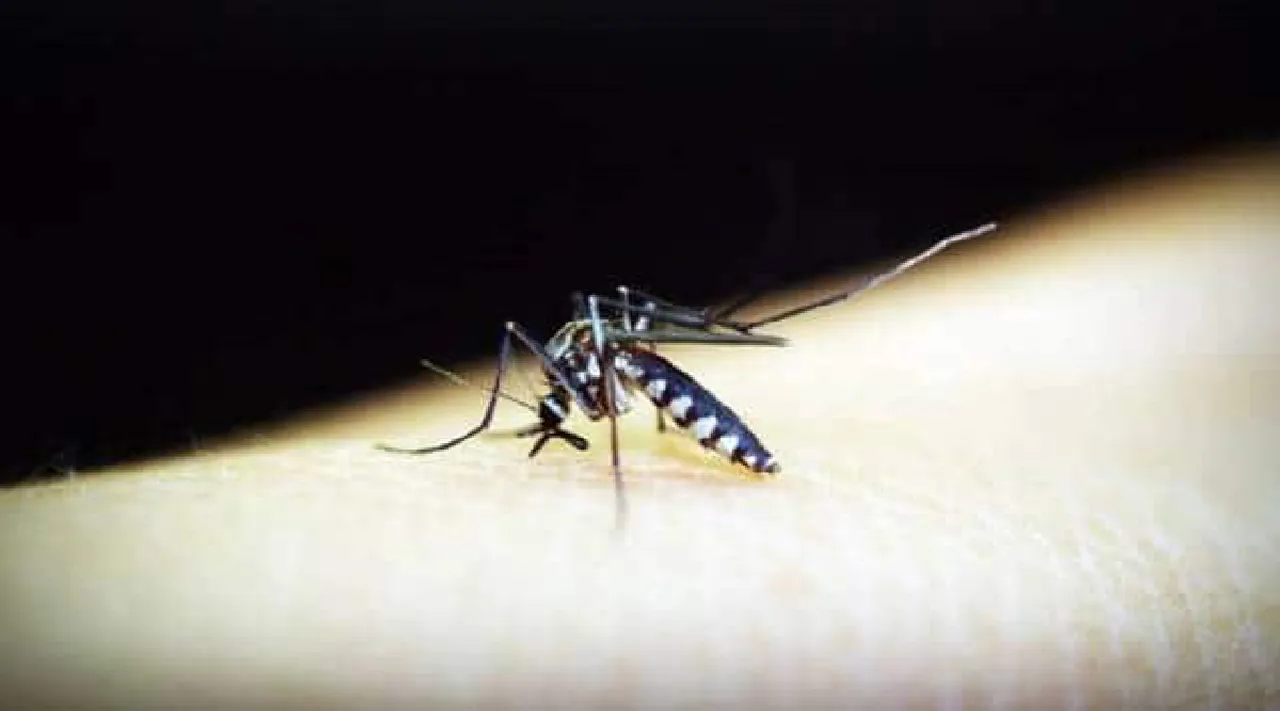 Puducherry college student dies of dengue fever 