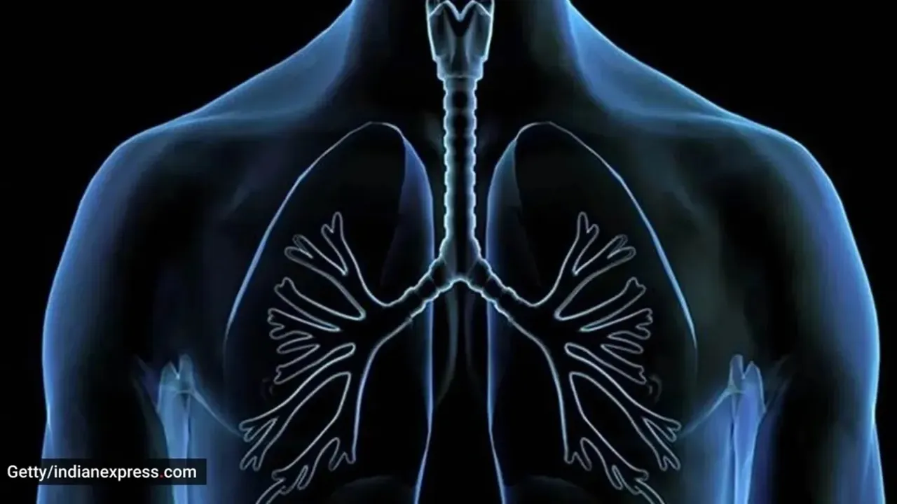 lungs