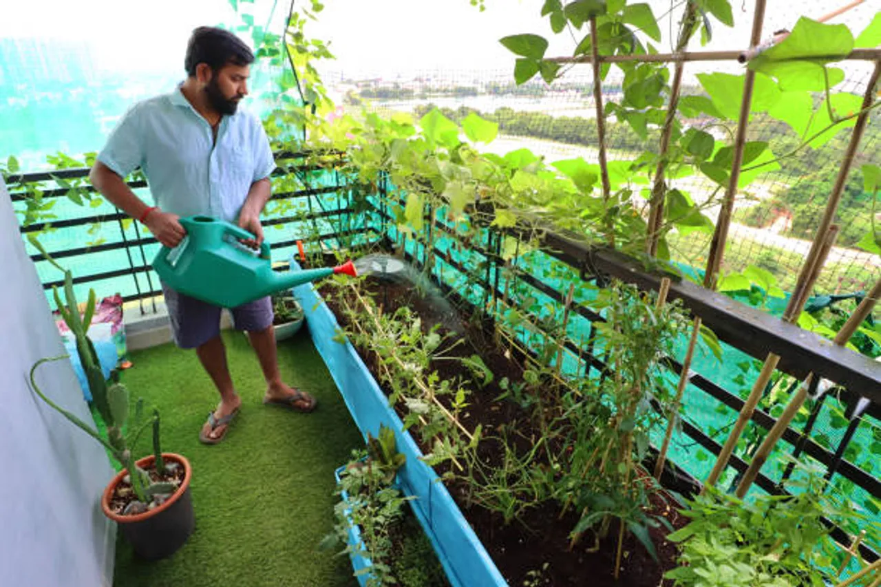 vegetable garden