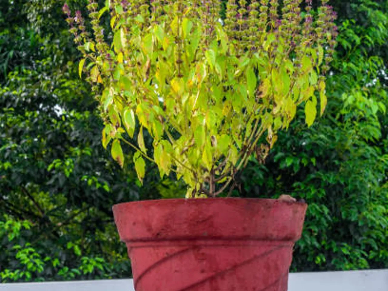 tulsi
