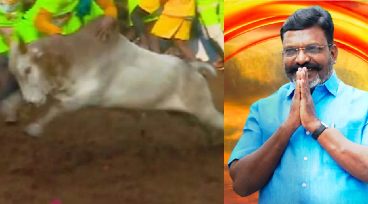 Madurai Avaniyapuram Jallikattu Thirumavalavan VCK bull wins Tamil News 