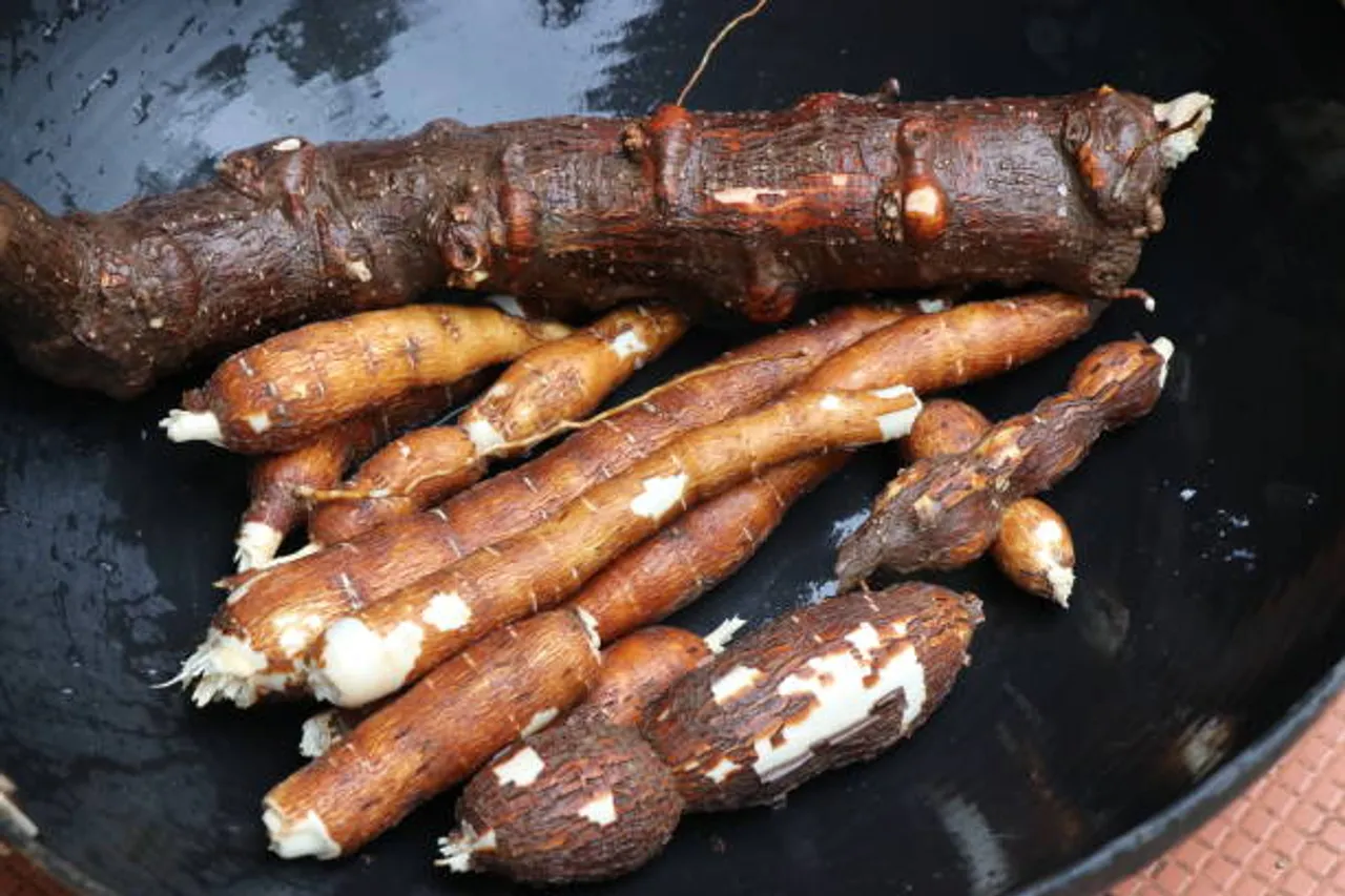tapioca