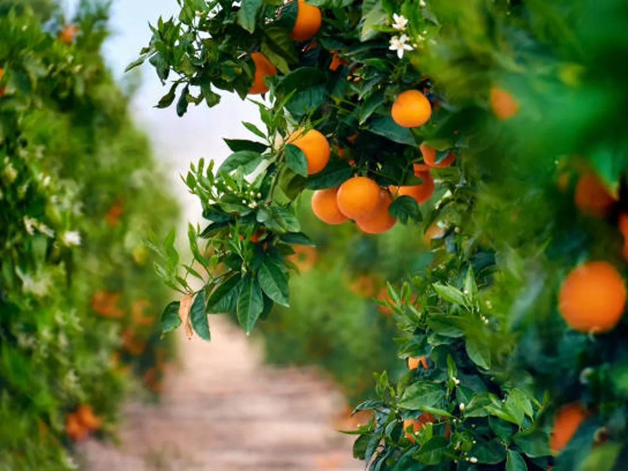orange