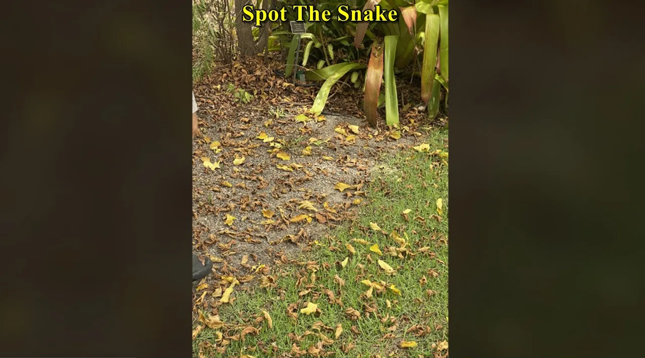 Snake at bush