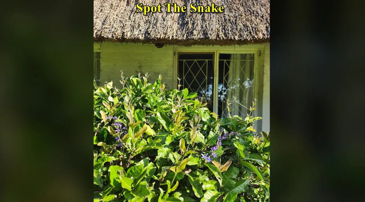 Snake hut 3