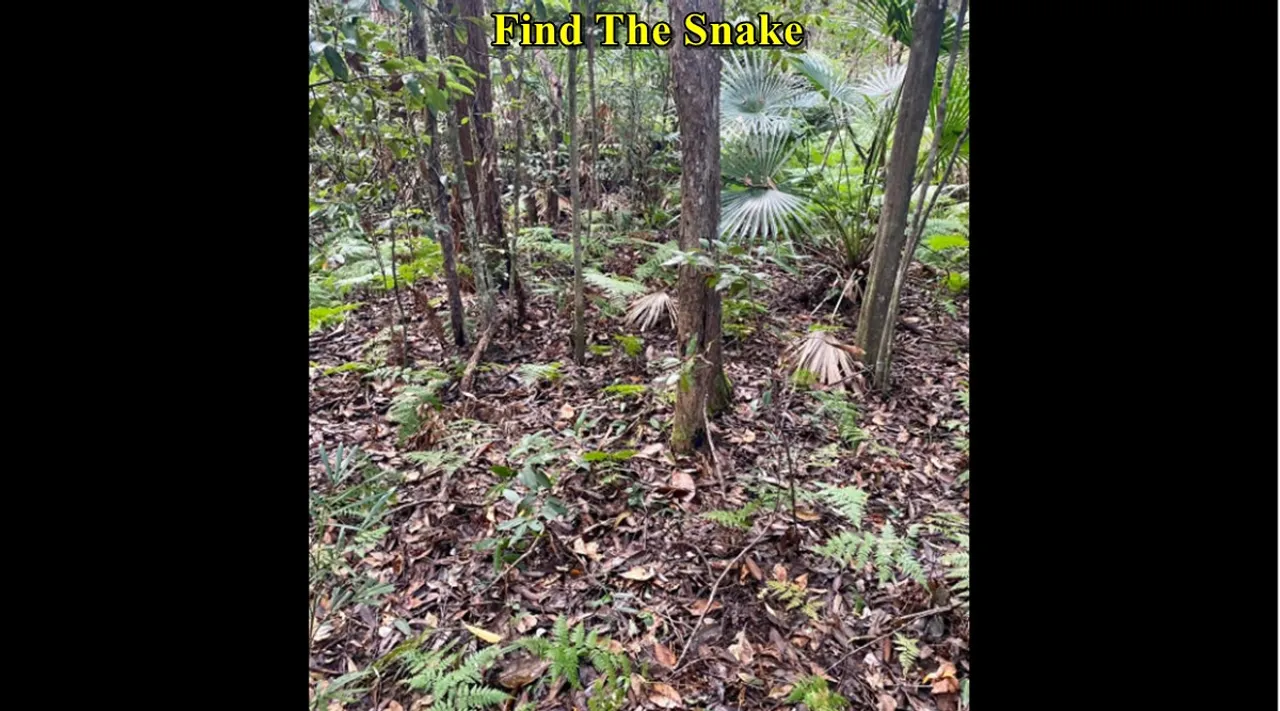 snake forest