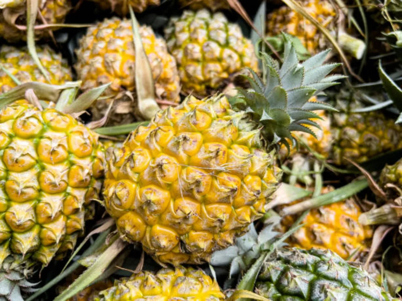 pineapple