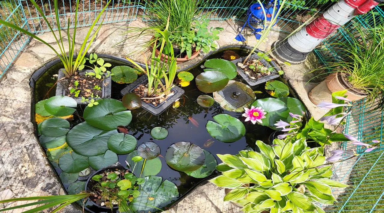 turtle spot two