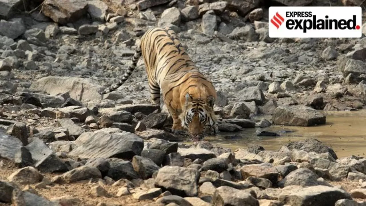 Maharashtra to translocate tigers to Sahyadri reserve Role of wildlife corridors in tiger conservation