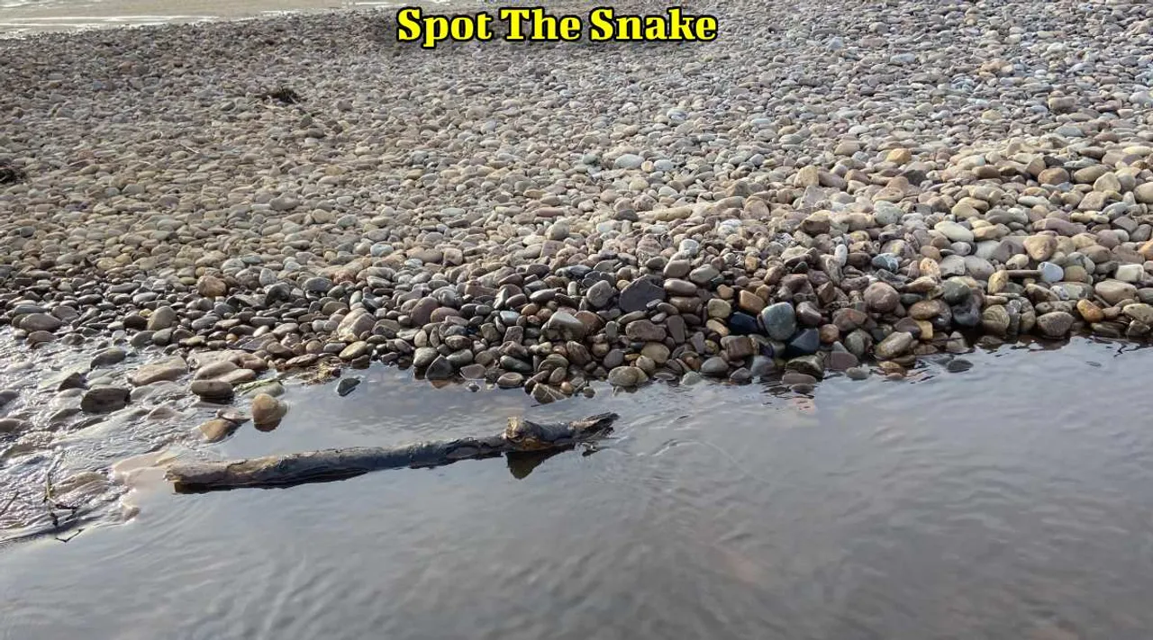 A Snake 1