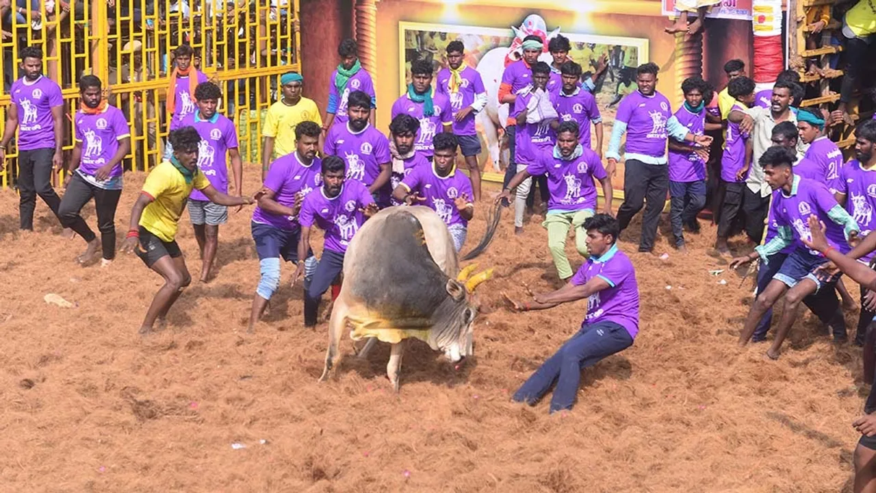  Trichy Jallikattu Competitions