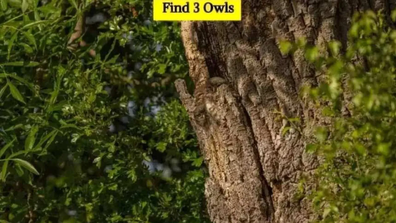 Owl 1 