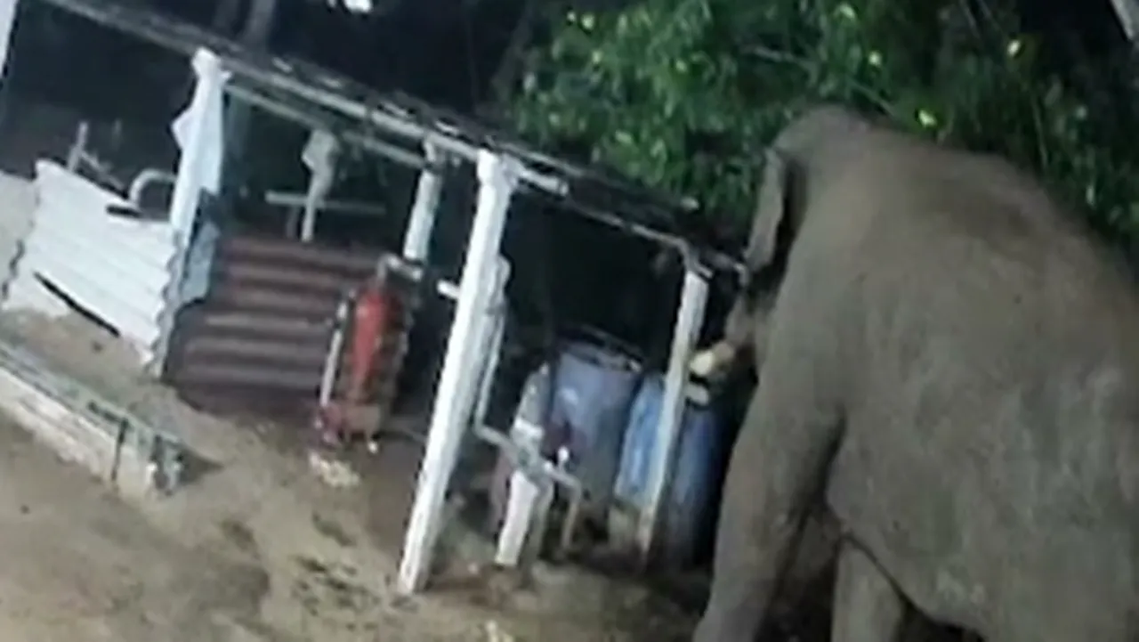 elephant that entered town in Narasipuram