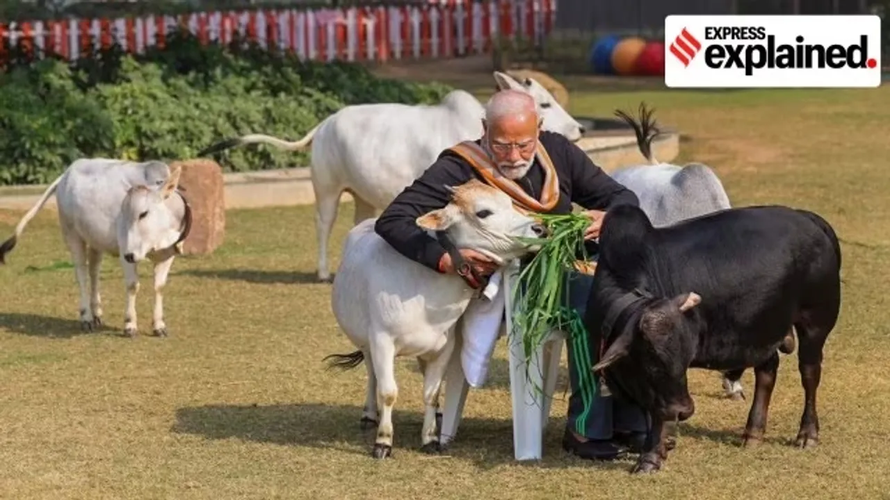 Punganur dwarf cows that PM Modi fed on Makar Sankranti 