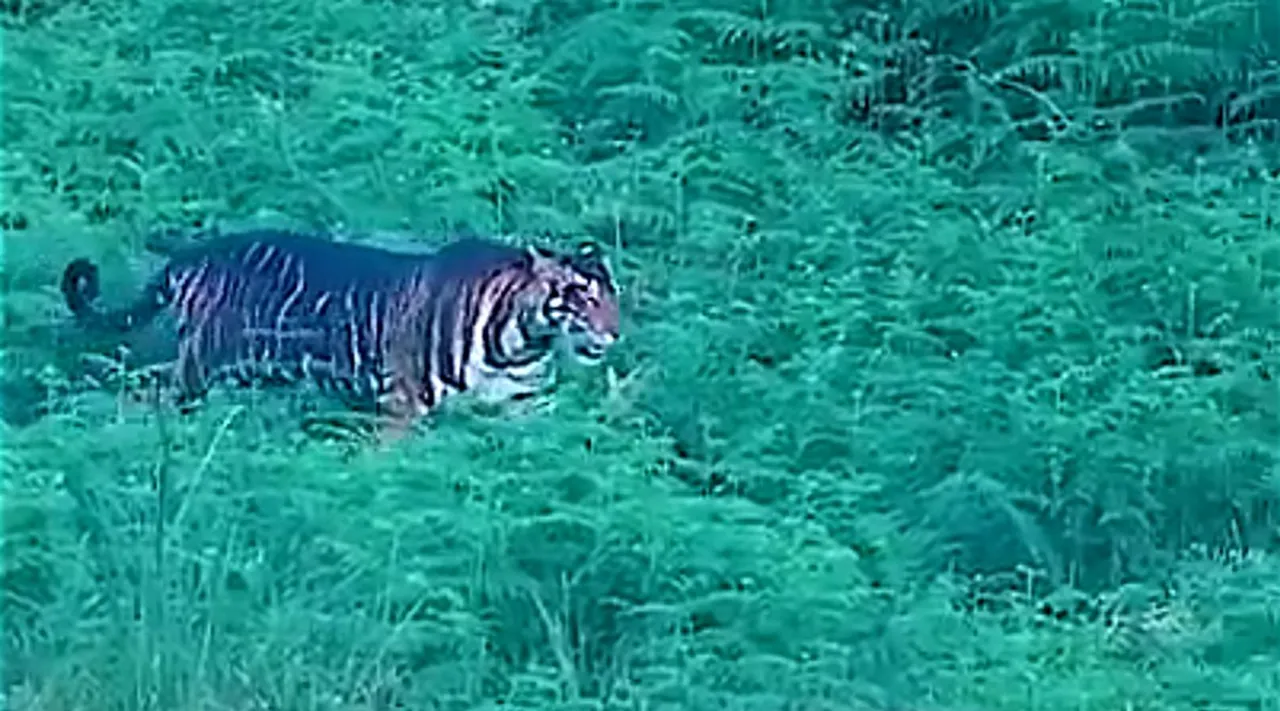 melanistic tiger 1