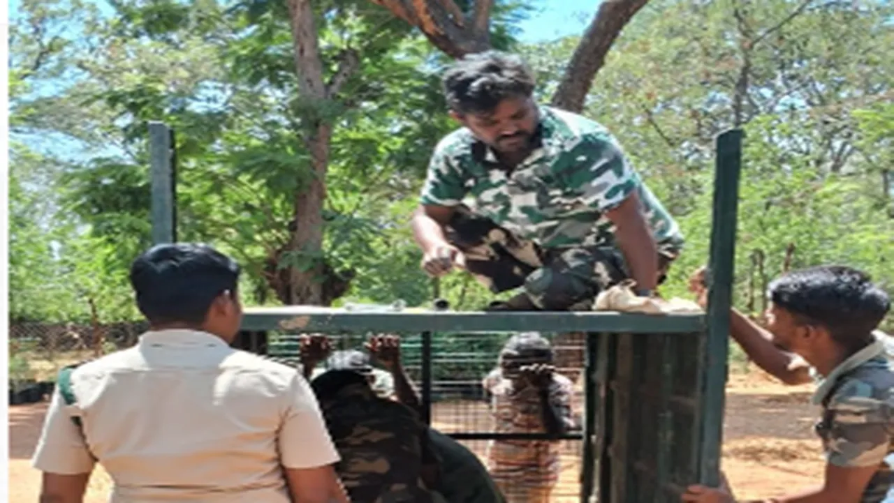 Leopard movement in Coimbatore Chennamalai forest
