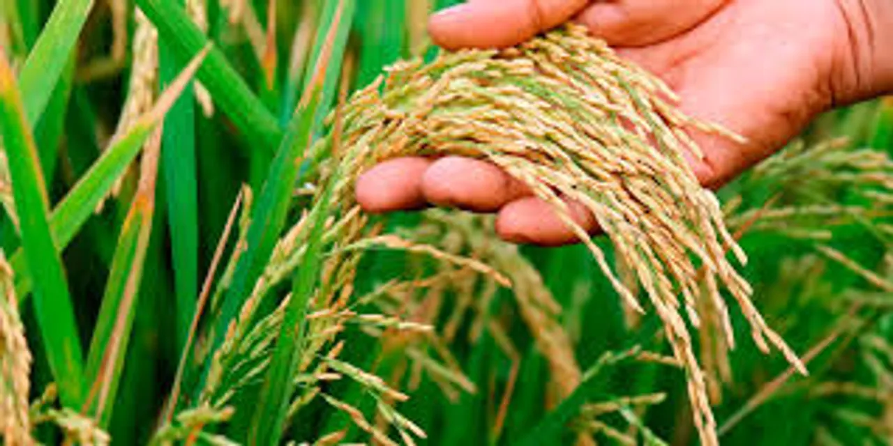 rice