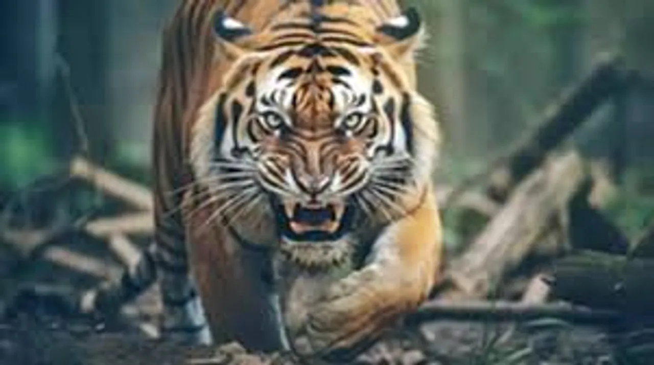 tiger