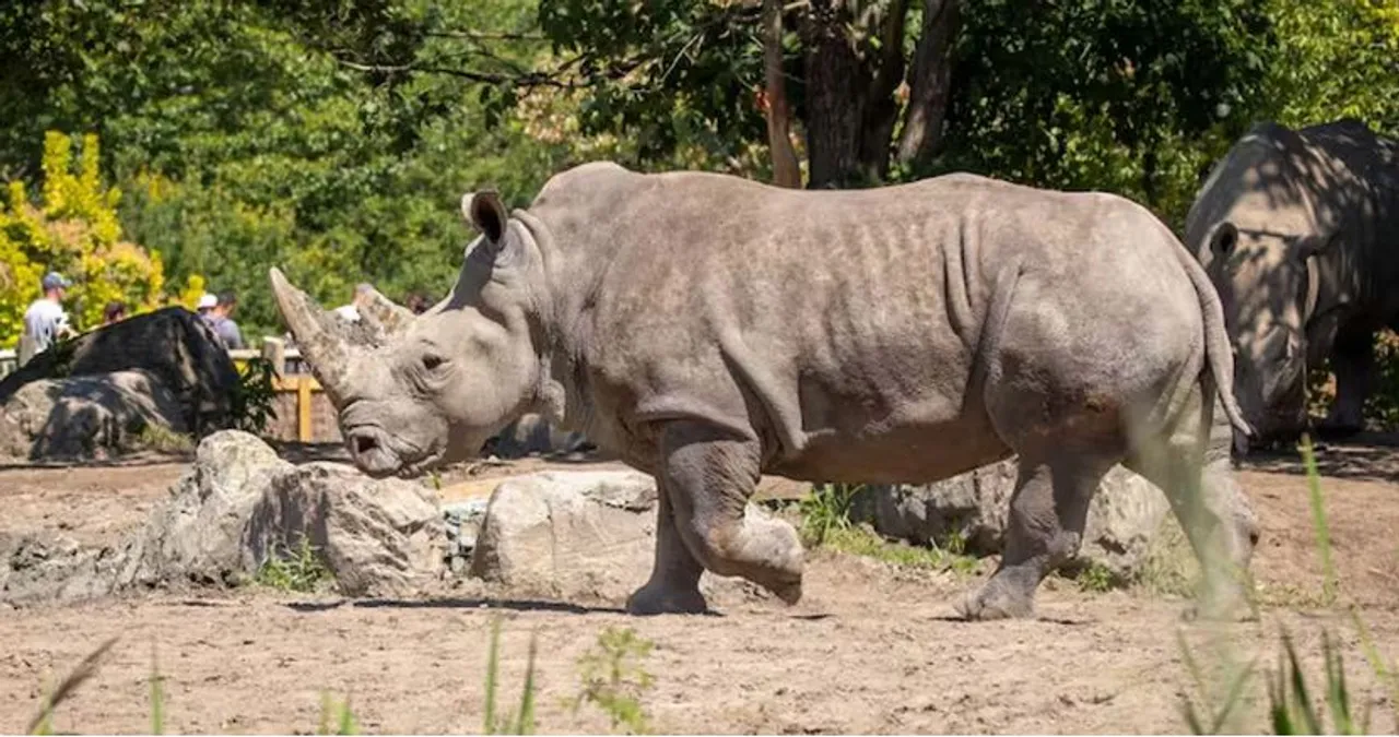 hippopottamas