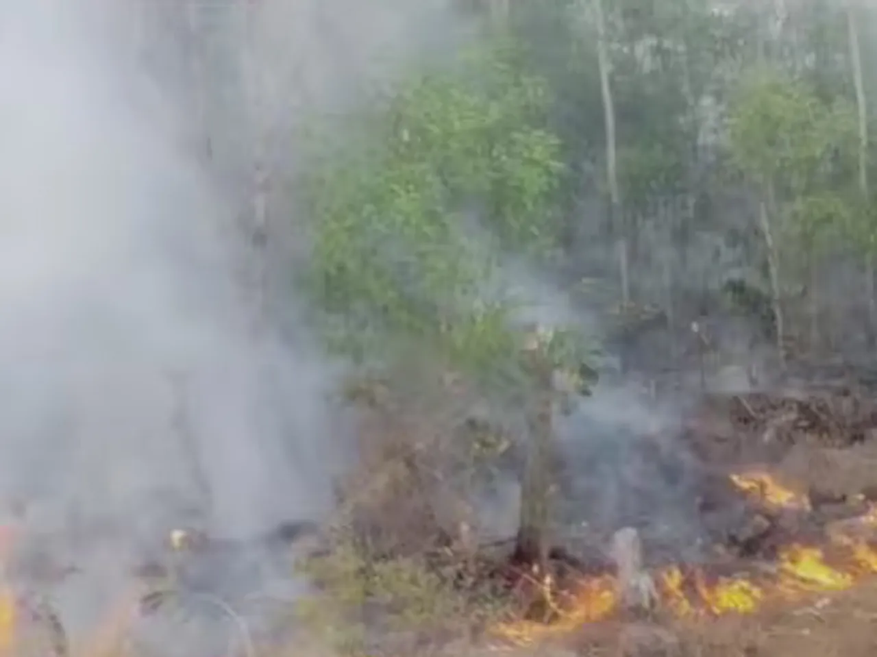 SFD