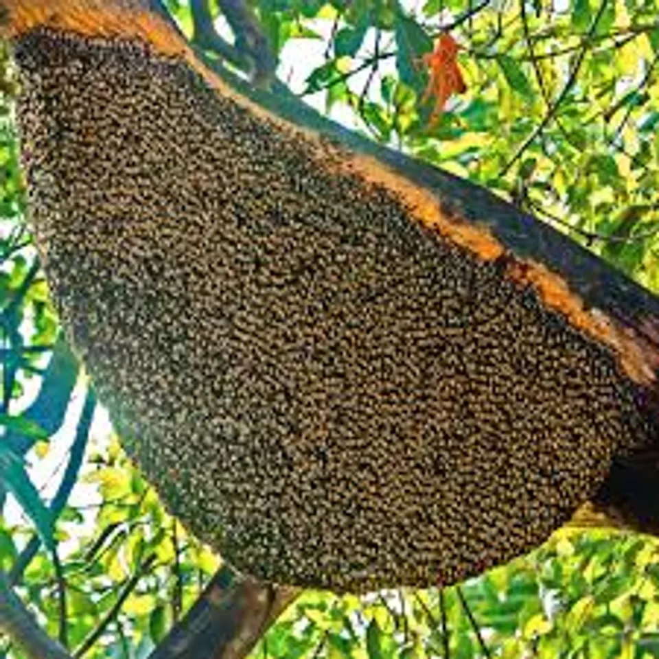 bee