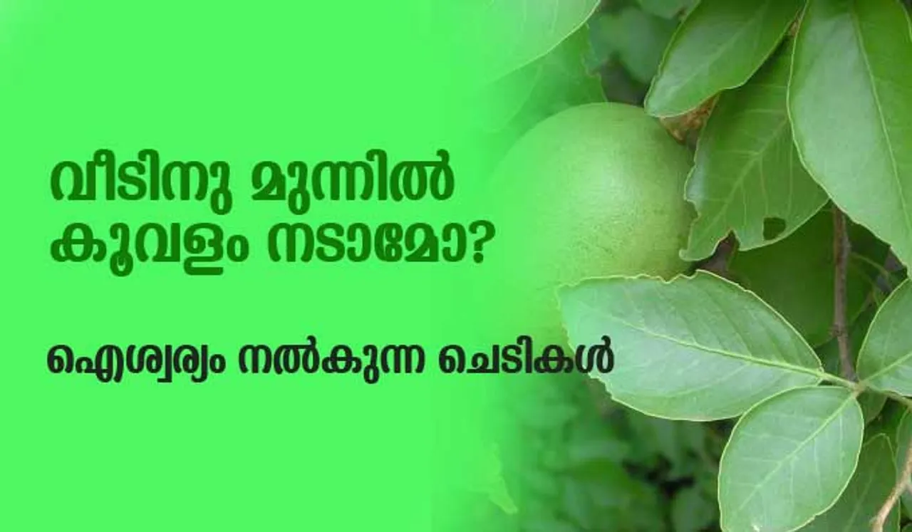 വീടിനു മുന്നില്‍ കൂവളം നടാമോ? ഐശ്വര്യം നല്‍കുന്ന ചെടികള്‍