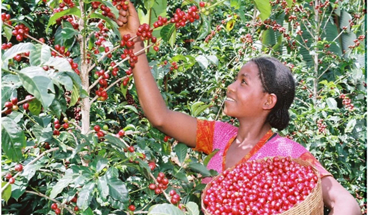 കാപ്പി കർഷകർക്കായി ക്ഷേമം വെബ്സൈറ്റ്