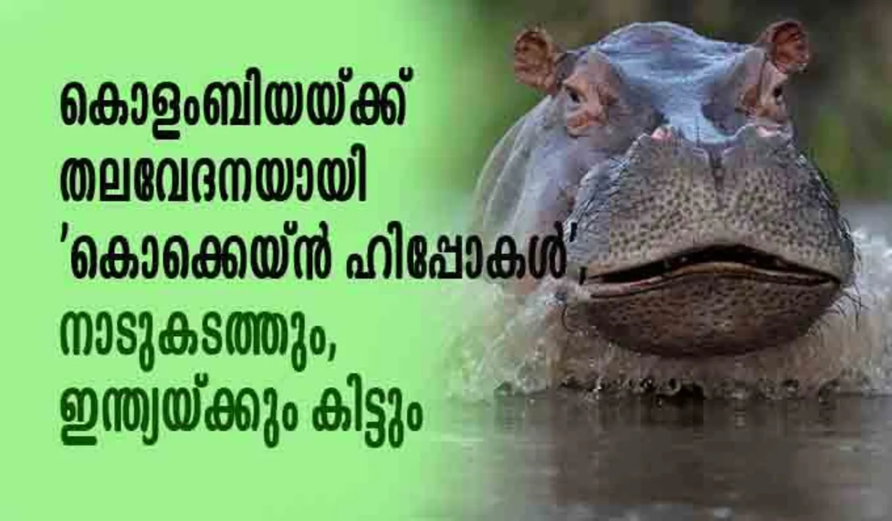 കൊളംബിയയ്ക്ക് തലവേദനയായി 'കൊക്കെയ്ന്‍ ഹിപ്പോകള്‍', നാടുകടത്തും, ഇന്ത്യയ്ക്കും കിട്ടും