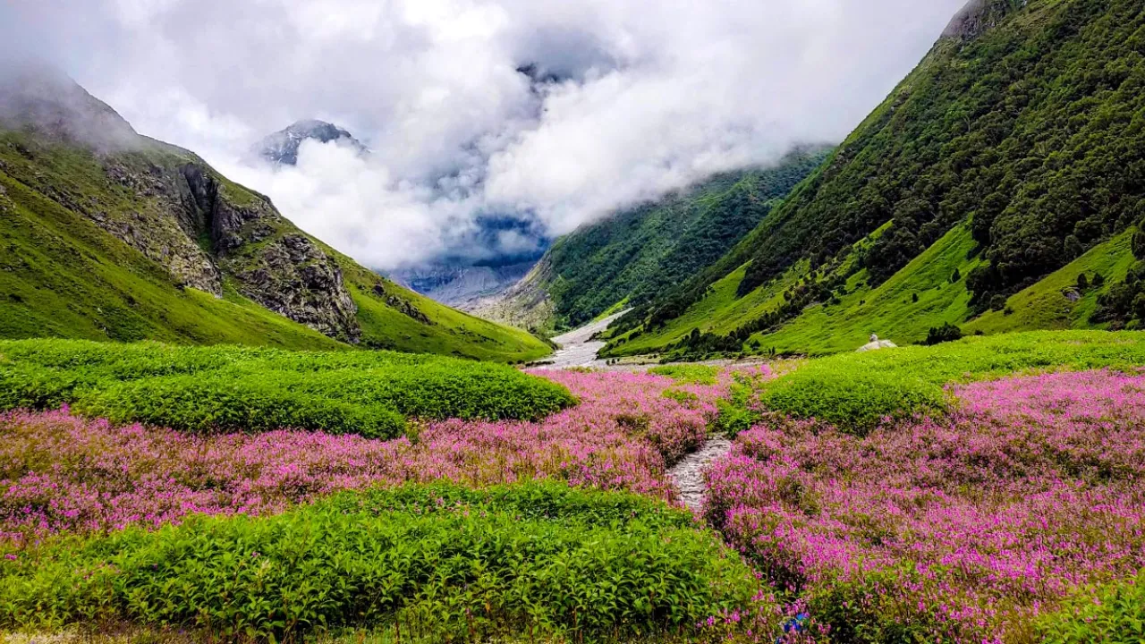 nanda devi and valley of flowers national park 
