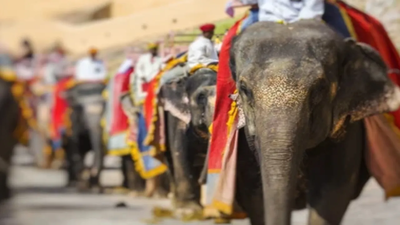Elephant Festival Jaipur 2025 dates